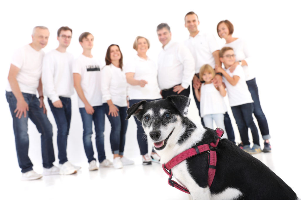 Moderne Familienaufnahme mit farblich abgestimmten Outfits, Großeltern und Haustieren auf weißem Hintergrund. Fotoshooting mit der Familie in Wien: Die schönsten Ideen